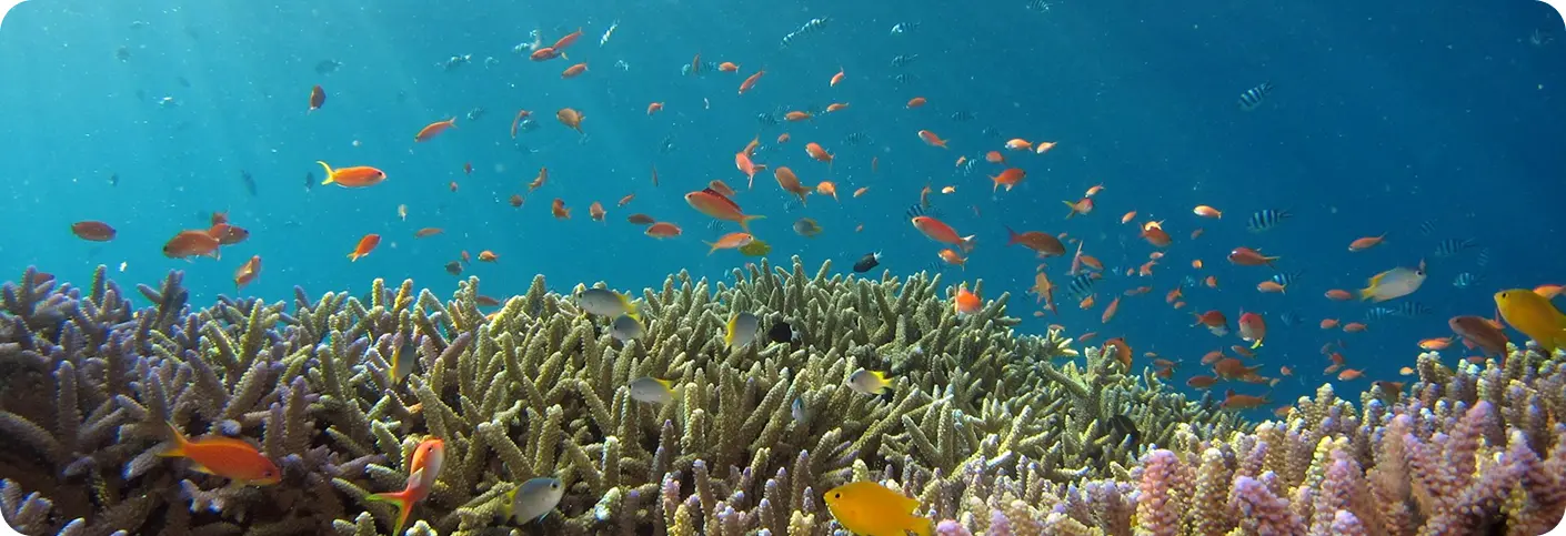 Underwater coral reef with colorful fish