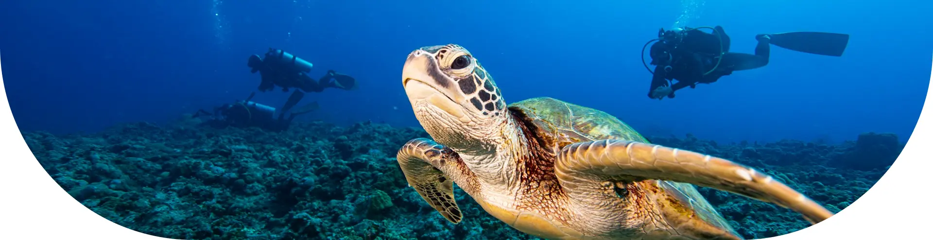 Contact Sunshine Divers