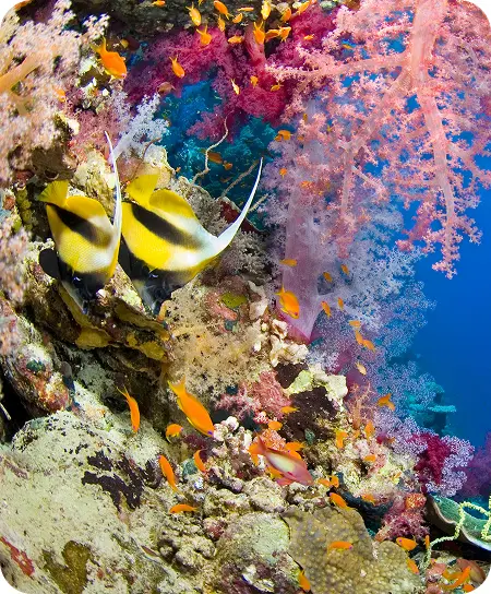 Ras Mohammed National Park