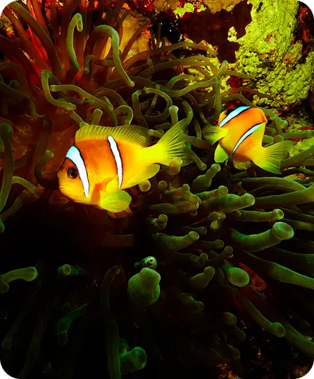 Ras Mohammed National Park