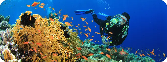Snorkeling over coral reefs at Tiran Island